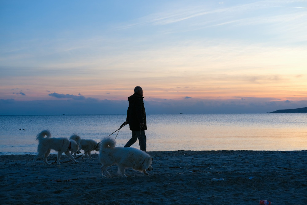 Unvergessliche Ferien mit Hund: Entdecken Sie die besten Ferienhäuser in Dänemark